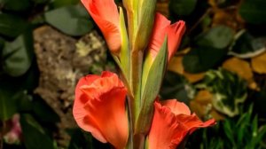 Распускающиеся  цветы