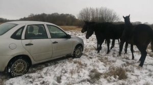 Содержания лошадей. Виды коневодства
