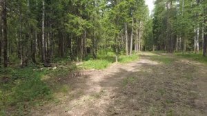 Прогулка в Лесу/Дзен Видео для БЕГА | Walking in the Forest Birdsong Zen Video for RUNNING