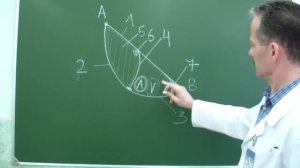 Топография мышечной и сосудистой лакун. Бедренный канал