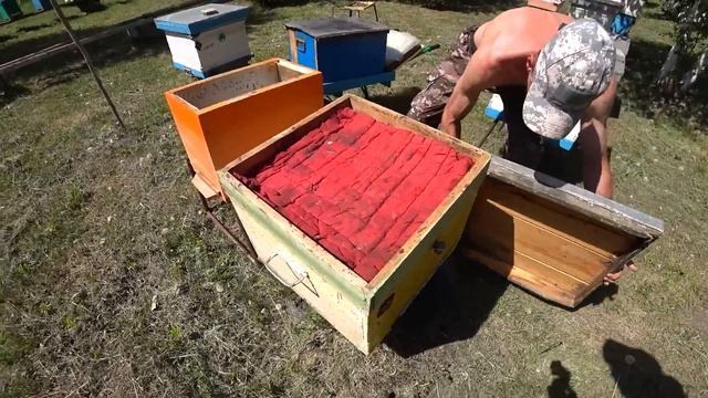Замена маток в семьях КАК МЫ МЕНЯЕМ МАТОК! смотреть онлайн