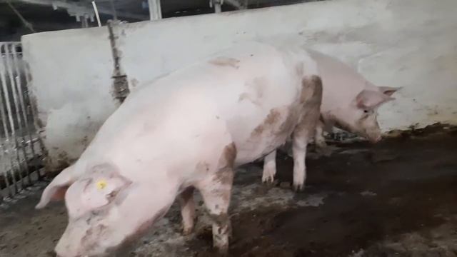 У СВИНЬИ ГРЫЖА... что ДЕЛАЕМ? смотреть онлайн