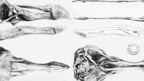 Dodo Bird Facts, Characteristics, Extinct bird dodo Information