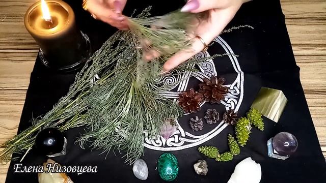 Здоровье под ногами 4 Полынь альпийская Шишка сосновая смотреть онлайн