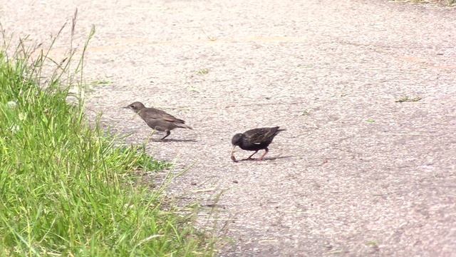 Кормление птенца скворцом. смотреть онлайн