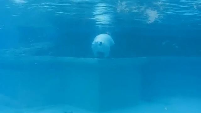 Lincoln Park Zoo Chicago смотреть онлайн