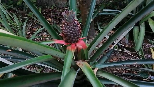 Сад Специй Хиккадува. Шри Ланка. Sri Lanka. Hikkaduwa смотреть онлайн