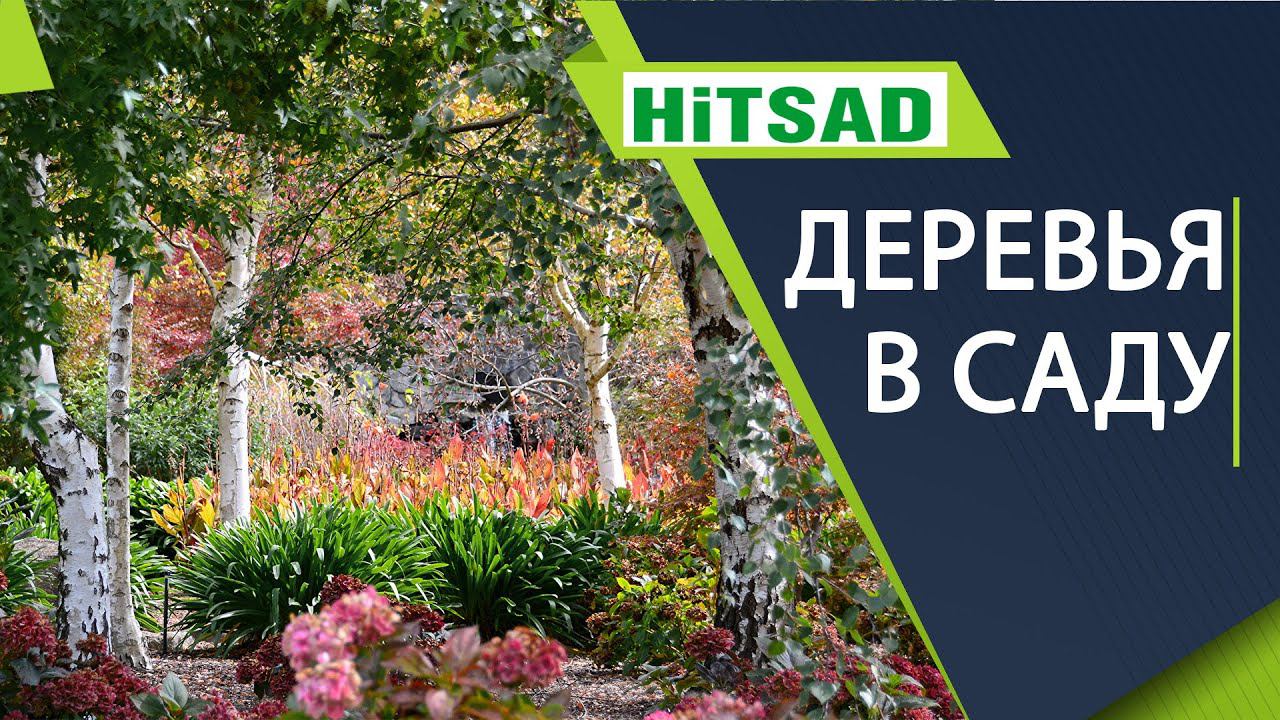 Самые быстрорастущие деревья и кустарники для сада ✔️ смотреть онлайн