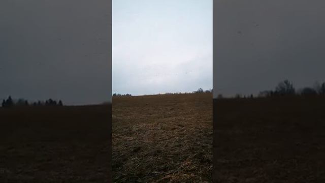 Весна. Взгляд со стороны на наш скрадок смотреть онлайн