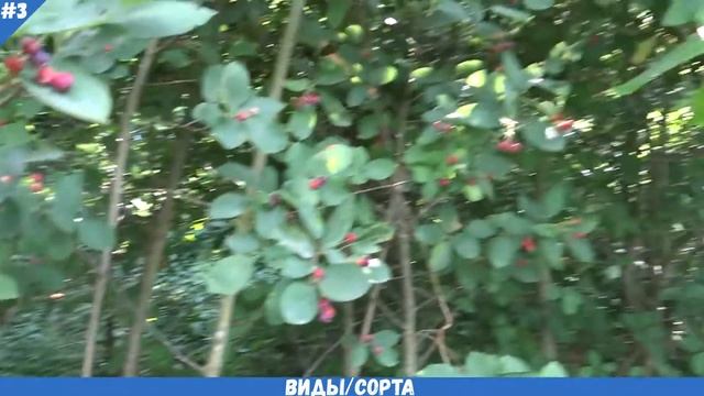 ИРГА описание, другое название, виды (сорта), как выглядит, где растет | ПОЛЕЗНАЯ ЯГОДА смотреть онлайн