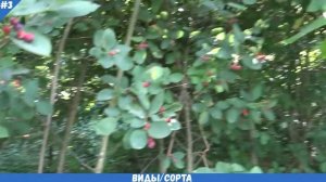 ИРГА описание, другое название, виды (сорта), как выглядит, где растет | ПОЛЕЗНАЯ ЯГОДА