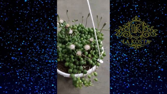 Сенецио Крестовник Роули подвесной смотреть онлайн