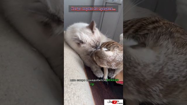 Срочно к психиатру!!! #meerkat #cat #сурикотики #шпротик