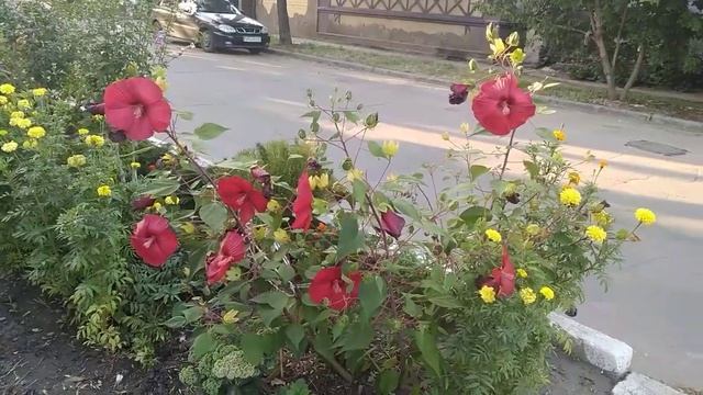 Цветы. смотреть онлайн