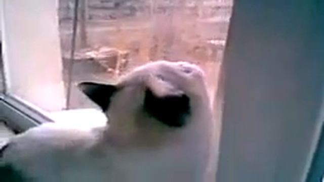 Говорящая кошка Ася - Talking cat смотреть онлайн