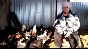 Когда лучше пропаивать кур от глистов и кокцидиоза.