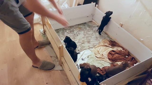 ДЕВЯТЬ ДЕМОНОВ смотреть онлайн