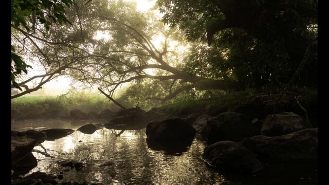 "Притча о четырёх древах" – стихотворение Биляля Муслима смотреть онлайн