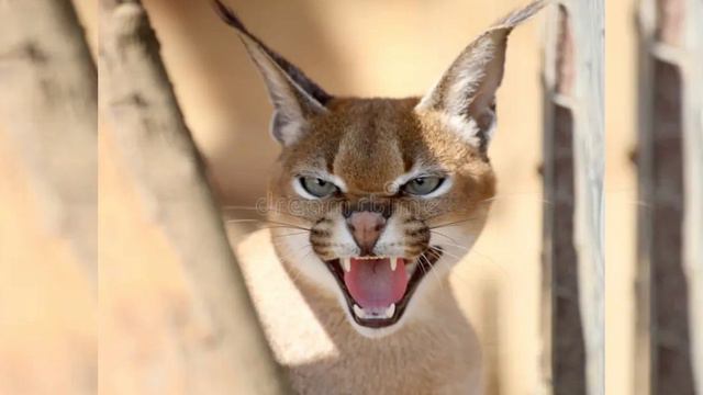 Каракал (стих) смотреть онлайн