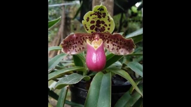 lan hài henry(Paphiopedilum henryanum) смотреть онлайн