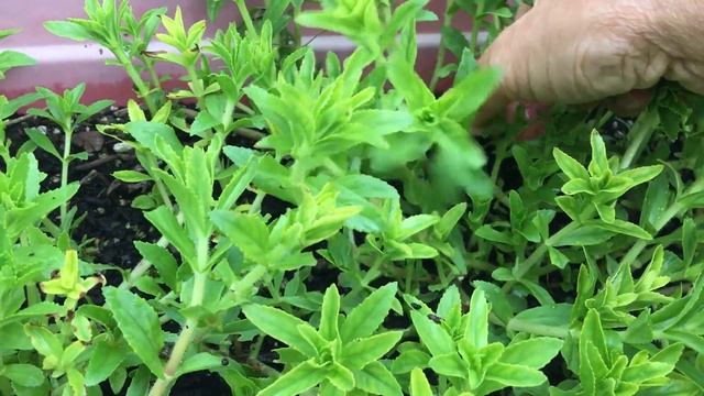 Trồng Ngò Om Ngổ Điếc Mau Lớn Tốt - Limnophila Aromatica смотреть онлайн