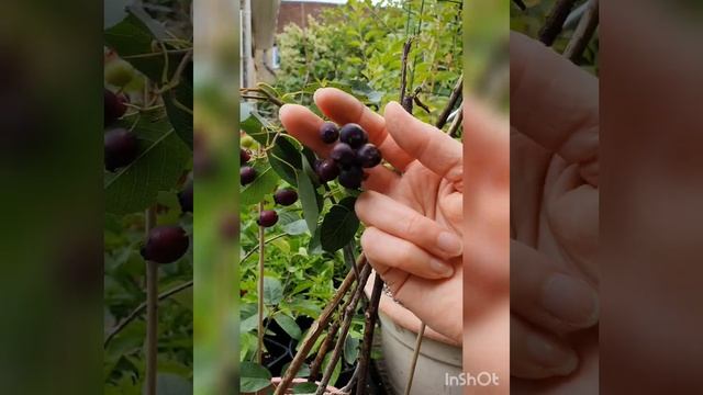 Saskatoon Berries ( Amelanchier Alnifolia 'Sleyt') have turned a gorgeous shade of blue!! смотреть онлайн