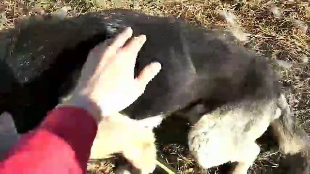 Ласковая Нора из приюта смотреть онлайн