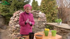 ? Роза из букета на вашей даче: как это сделать? - 7 дач