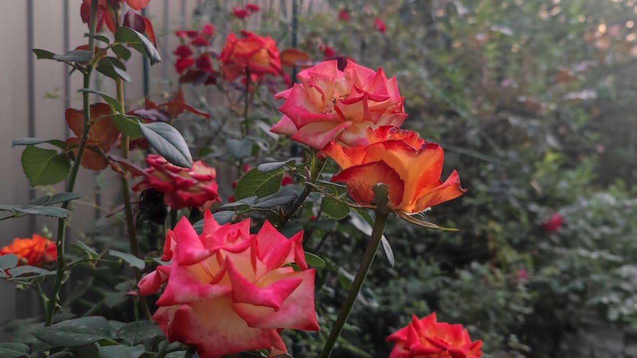 кусты саженцы роз rosebushes.ru смотреть онлайн