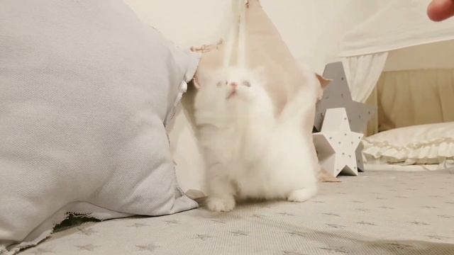 Adorable munchkin kitten playing 😻💞😍 смотреть онлайн