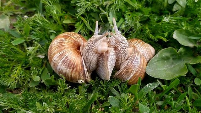 Равлики і кохання... Або як спарюються равлики. Snails and love ... or how do snails breed . смотреть онлайн