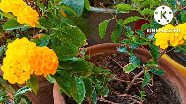 आपकी एक गलती ,आपका लैंटाना पौधा सूख सकता है |Lantana full care #gardeningforbeginners #mr&mrsvlogs смотреть онлайн
