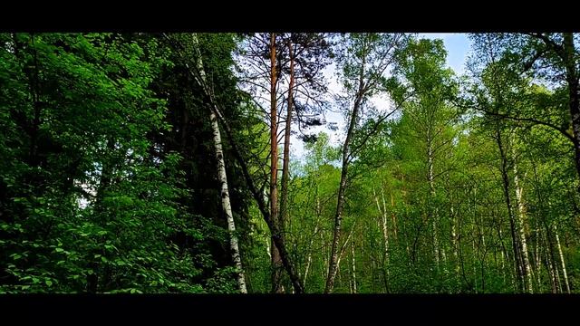 ЦЕНТРАЛЬНЫЙ Сибирский Ботанический Сад СО РАН | Новосибирск | БОТСАД | Академгородок | #новосибирск смотреть онлайн