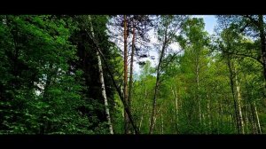 ЦЕНТРАЛЬНЫЙ Сибирский Ботанический Сад СО РАН | Новосибирск | БОТСАД | Академгородок | #новосибирск