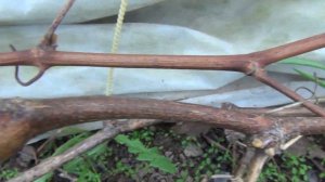 2 я серия ВИНОГРАД  РАСКРЫВАЕТ ПОЧКИ.  Красота!