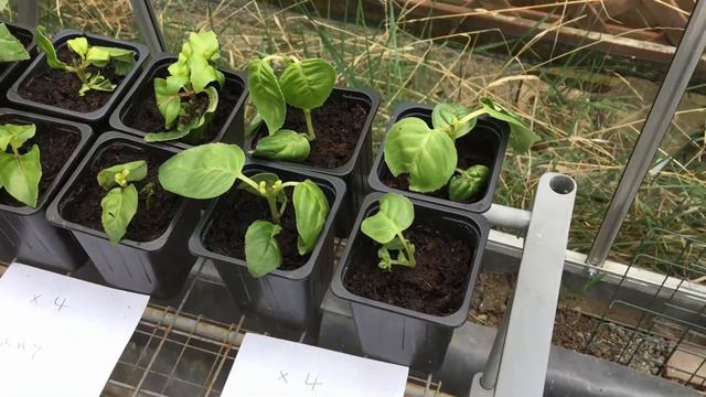 Spare Time Gardening With Simon - Seedling And Garden Update - May 19 S4 E6