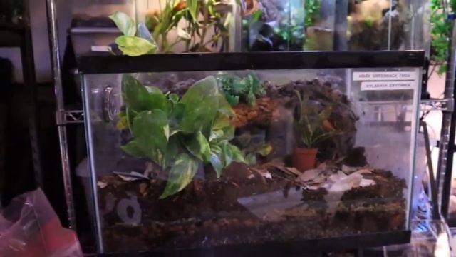 *NEW* Asian Greenback Frog Setup!! (DIY) смотреть онлайн