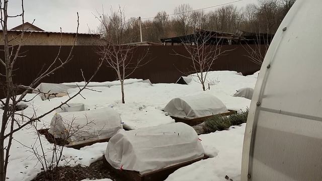 РЕЗУЛЬТАТЫ ЗИМОВКИ РОЗ, КЛЕМАТИСОВ, МЕТЕЛЬЧАТЫХ ГОРТЕНЗИЙ в ПОДМОСКОВЬЕ. ОБЛОМАННЫЕ ГОРТЕНЗИИ смотреть онлайн