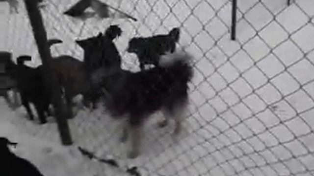 Residents of our No-kill animal shelter смотреть онлайн