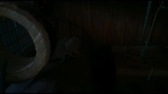 Маленькие дегусята! Совсем скоро они буду дома! смотреть онлайн