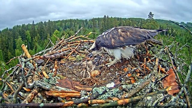 (31.05.2022) Скопа Иво и Ирис. Утро. Рыба. Кушаем - Osprey Ivo and Iris. Morning. Fish. We eat смотреть онлайн