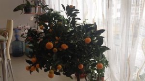 Выращиваем мандарины дома легко и просто