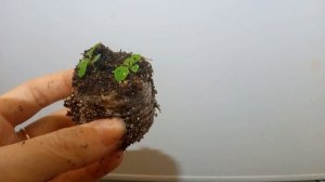 Первая пикировка петунии из торфяных таблеток