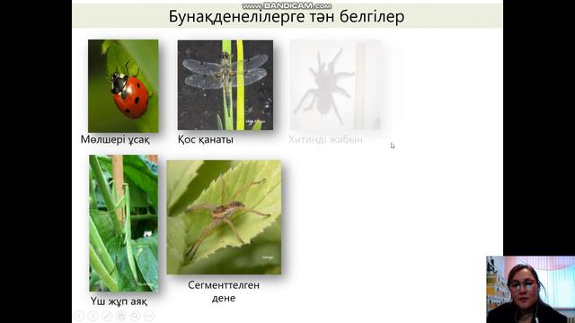 Буынаяқтылар мен хордалылар типі смотреть онлайн