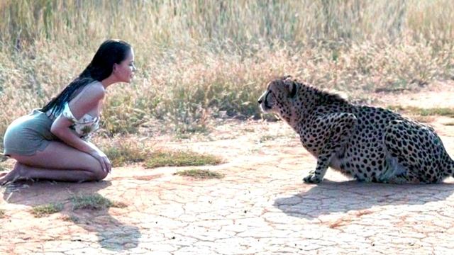 Девушка помогла больному гепарду! Через месяц её ждал сюрприз! смотреть онлайн
