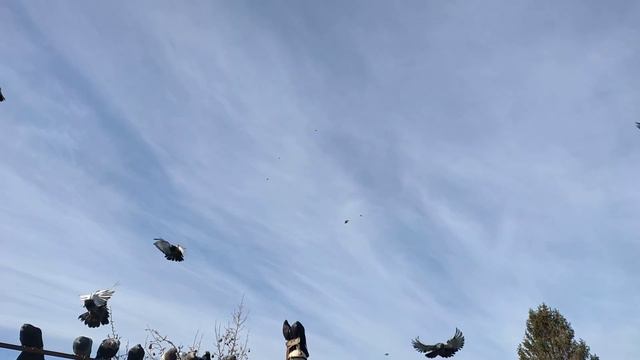 Голуби; Ростовская область. смотреть онлайн