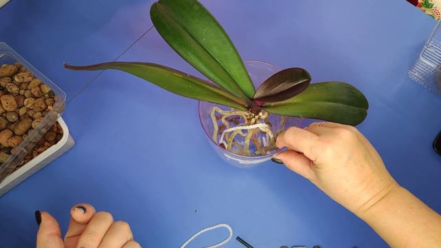 04.11.20. ОРХИДЕЯ на фитиле. смотреть онлайн