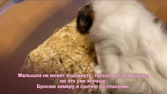 Роды морской свинки, что-то пошло не так/ Guinea pig giving birth, something went wrong смотреть онлайн