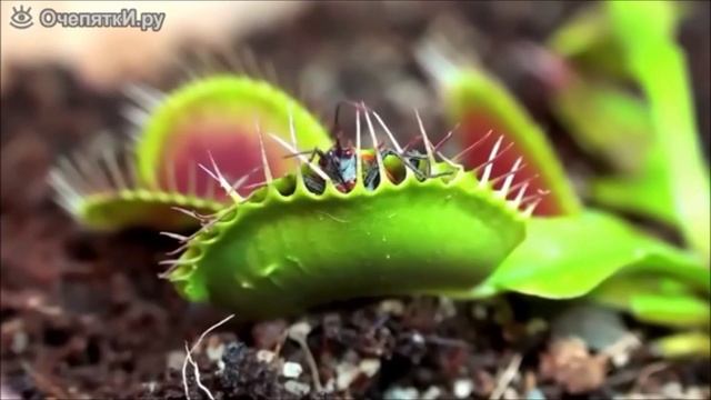 Юный натуралист.mp4 смотреть онлайн