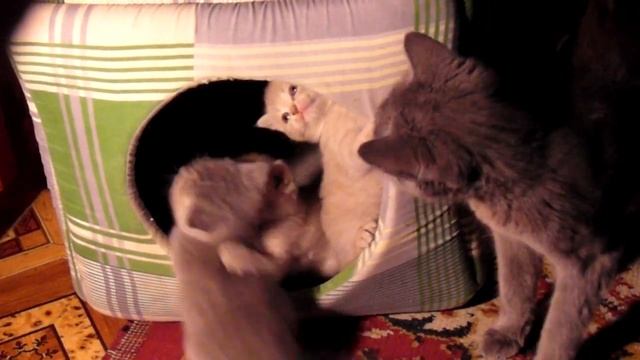британские котята. 1 месяц. первые игры 2016 г июль смотреть онлайн